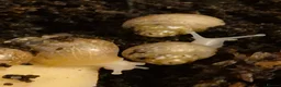 Snails invertebrates for sale: Baby Giant African land snail with temp. set up  - Advert 5