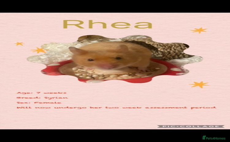 Hamster rodents - Advert 1