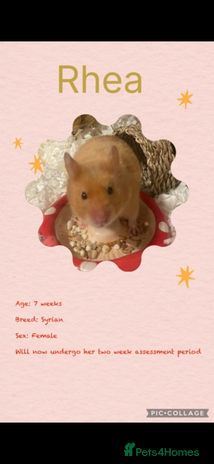 Hamster rodents - Advert 1