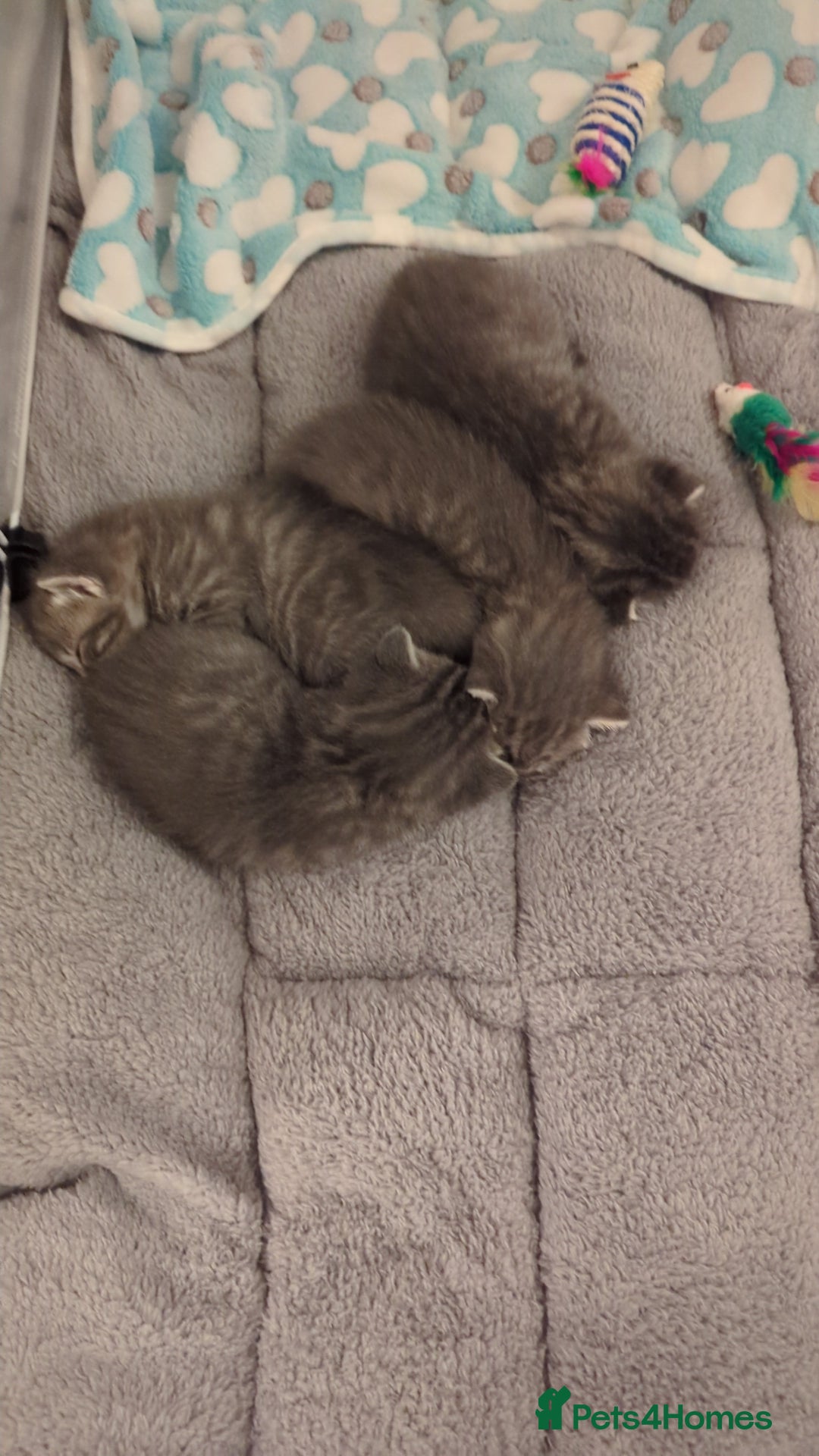 Mixed Breed cats for sale: Beautiful grey silver tabby kittens, ragdoll X Mum - Advert 33