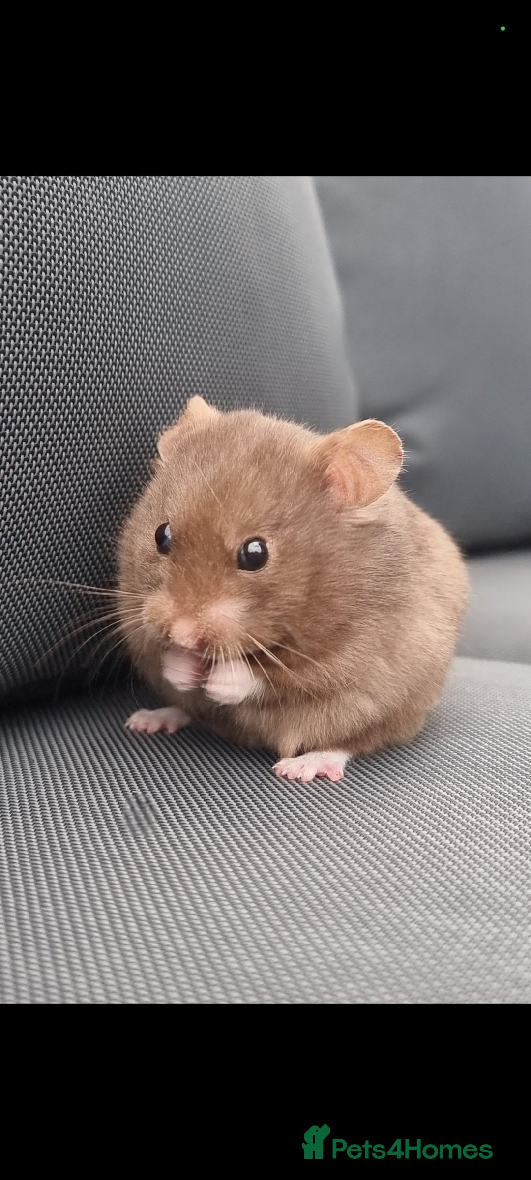 Hamster rodents for sale: Gorgeous male hamster with cage and full set up - Image 4