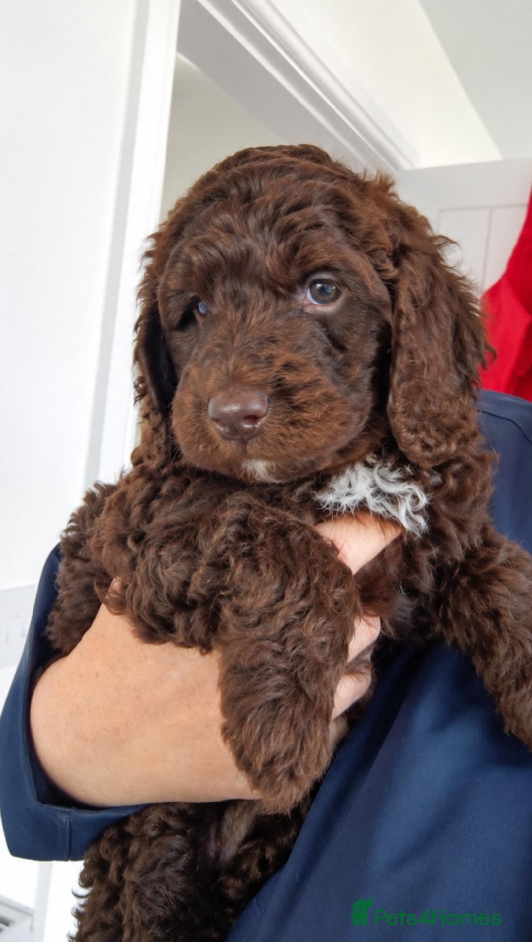 Cockapoo dogs Chocolate cockerpoos  - Advert 10