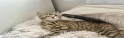 Domestic Shorthair cats for sale: Adorable Scottish mix Kittens 🐾 - Advert 4