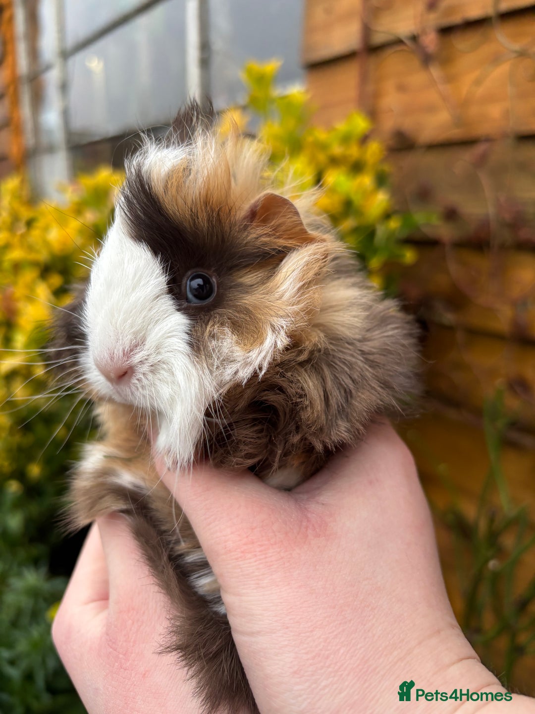 Guinea Pig rodents for sale: Adorable baby Guinea pigs for sale - Advert 2