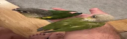 Conures birds for sale: Tamed baby conures - Advert 5