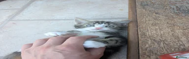 Mixed Breed Kitten 1