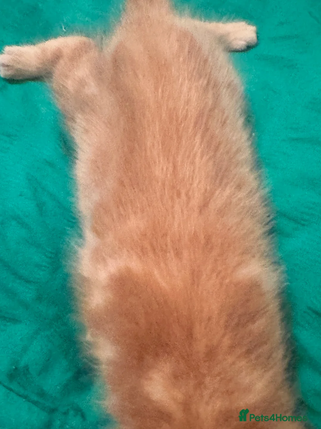 Mixed Breed cats for sale: Kittens for sale - Advert 15