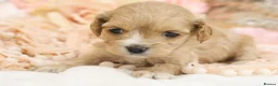 Cavapoo dogs for sale: Health Tested Cavapoos by Licensed Breeder - Advert 8