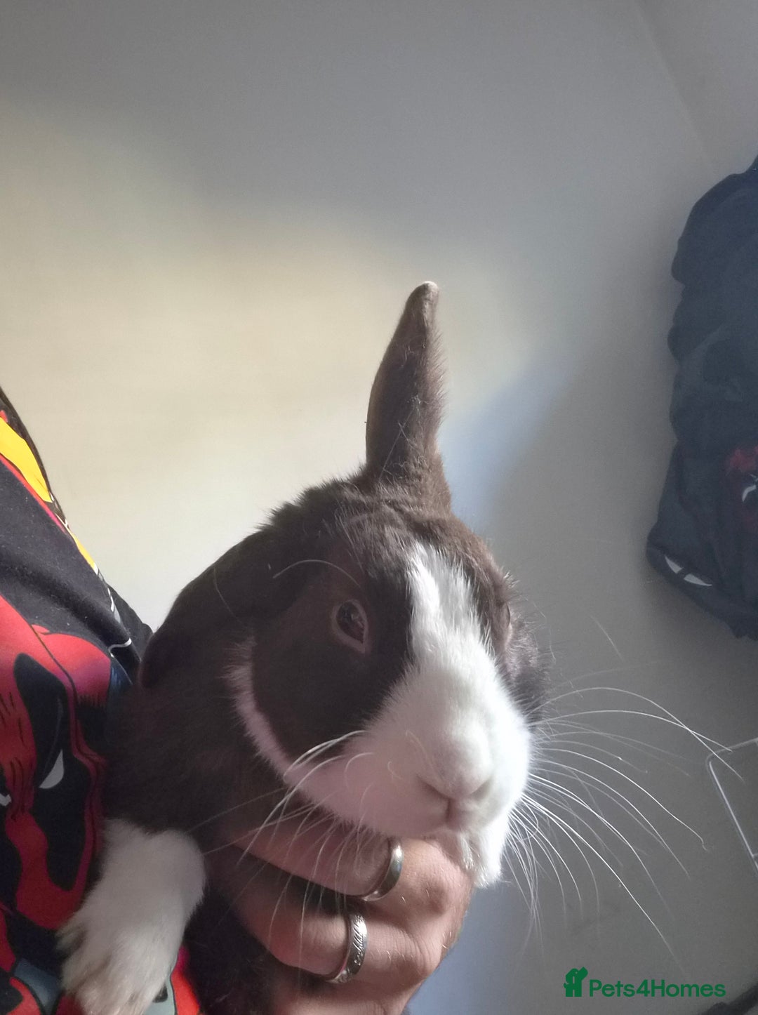 Dutch rabbits for sale: Dutch Rabbit and cage - Advert 2