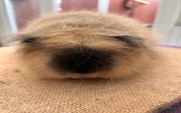 Guinea Pig rodents for sale: Cali Choc Point Buff & Swiss Cali marked Boars - Image 8