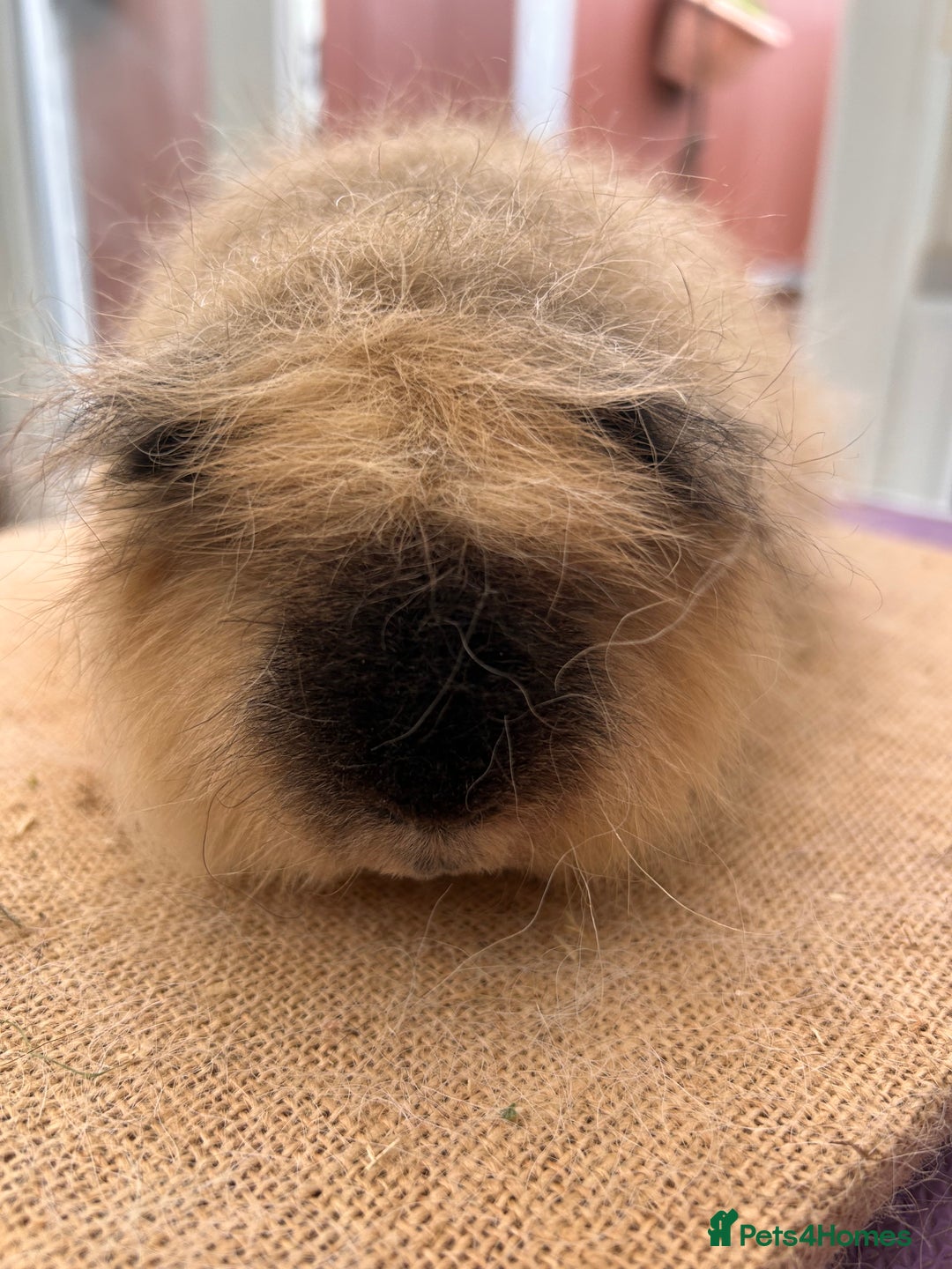 Guinea Pig rodents for sale: Cali Choc Point Buff & Swiss Cali marked Boars - Image 8