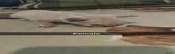 British Shorthair cats for sale: Kittens for sale  - Advert 6