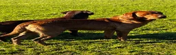 Labrador Retriever dogs for stud: Fox red labrador for stud- Fully health tested in Leyburn - Advert 9