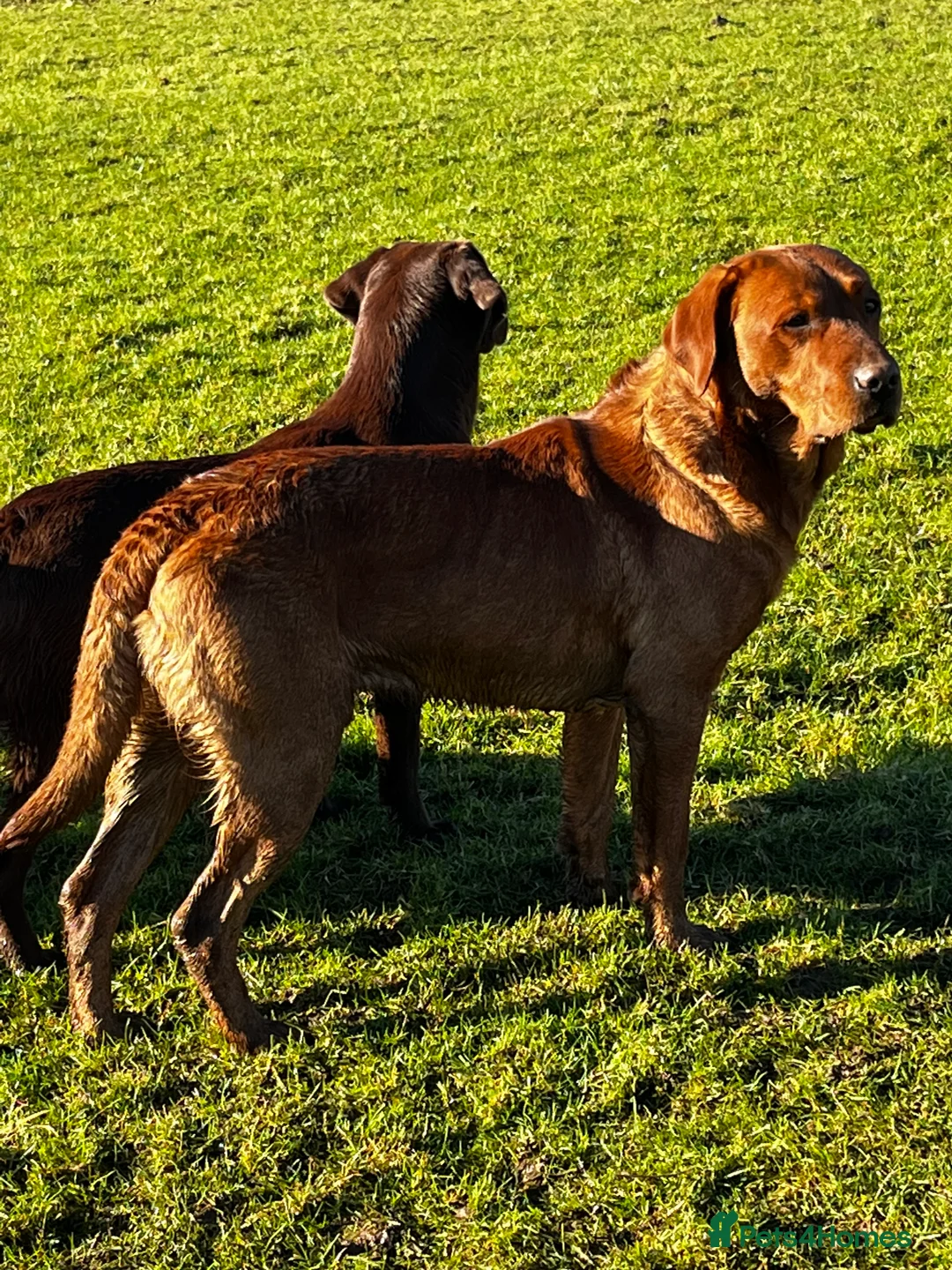 Labrador Retriever dogs for stud: Fox red labrador for stud- Fully health tested in Leyburn - Advert 9