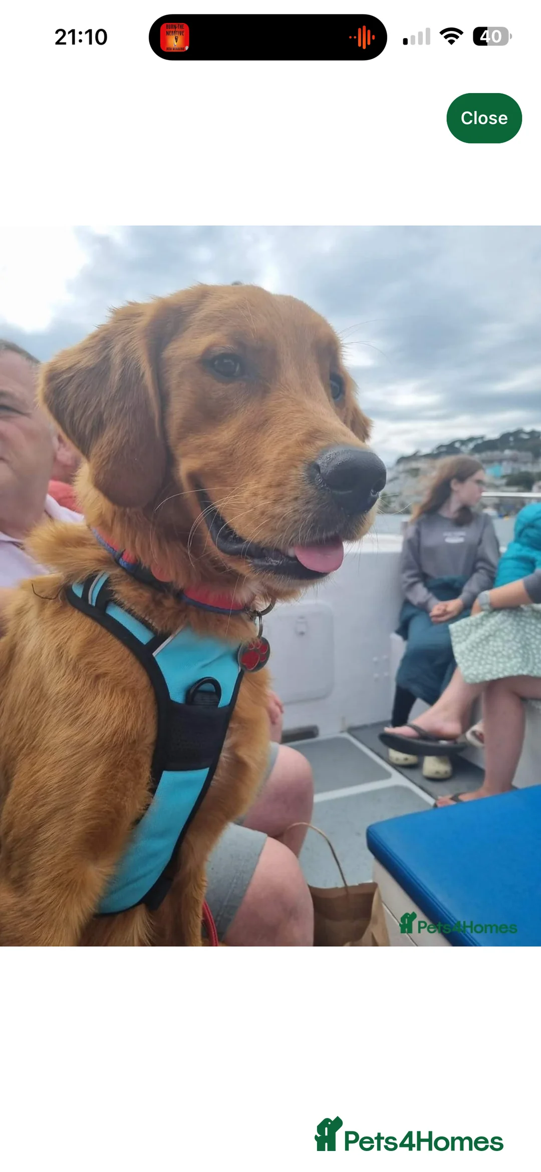 Golden Retriever dogs for sale: Champion lined KC REG GOLDEN RETRIEVER puppies - Advert 9