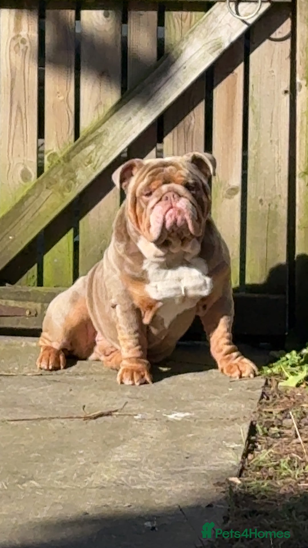 English Bulldog dogs !!STUD!!  - Advert 1