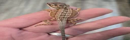 Bearded Dragon reptiles for sale: Red Monster blue bar and G stripe possible Chroma  - Advert 8