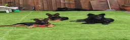 German Shepherd dogs for sale: German Shepherd Puppies (champions parents)  - Advert 4