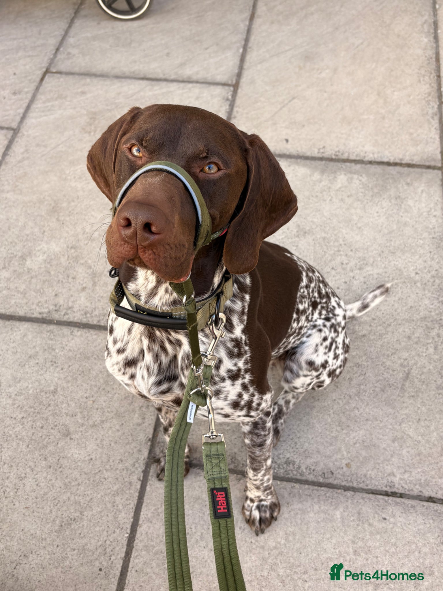 German Shorthaired Pointer dogs German shorthaired pointer - trained 18m - Advert 2
