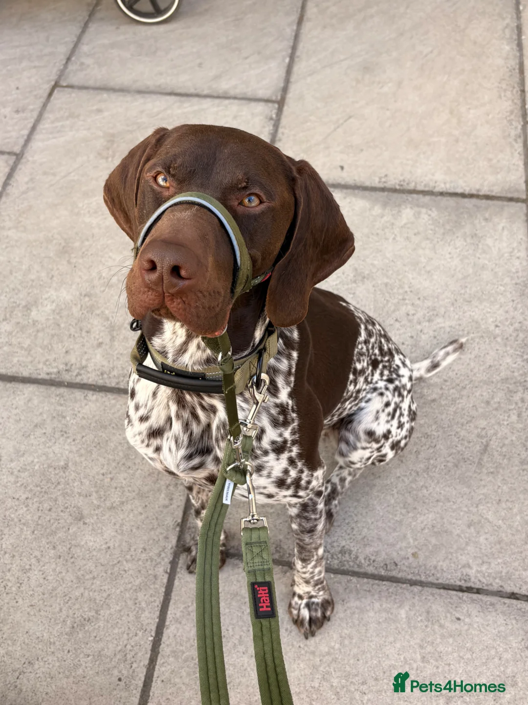 German Shorthaired Pointer dogs for sale: German shorthaired pointer - trained 18m in Gravesend - Advert 1