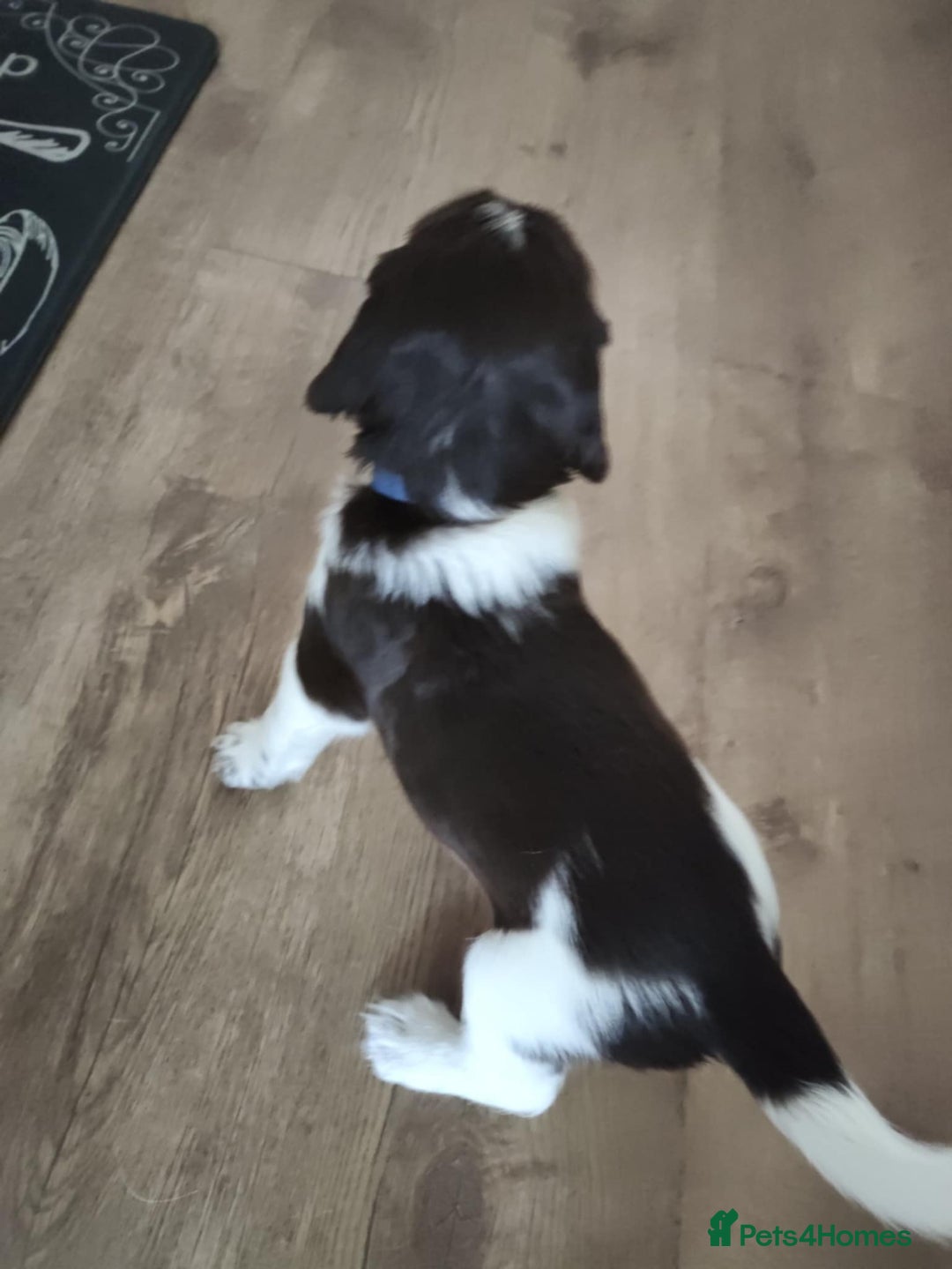 English Springer Spaniel dogs for sale: 🐾Beautiful KC Registered ES Spaniel Puppies🐾 - Image 10