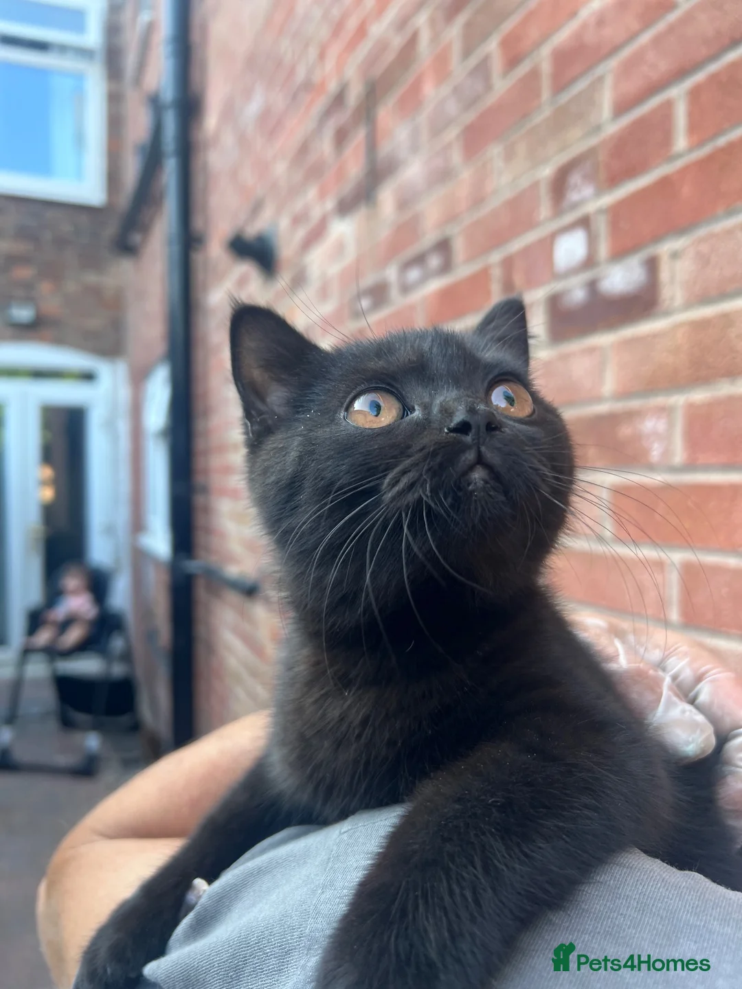 British Shorthair cats for sale: BLACK BSH BOY 🖤 - Advert 1