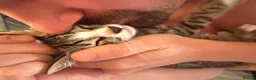 Bengal cats for sale: 4 x Beautiful Male Bengal Cross - Advert 17