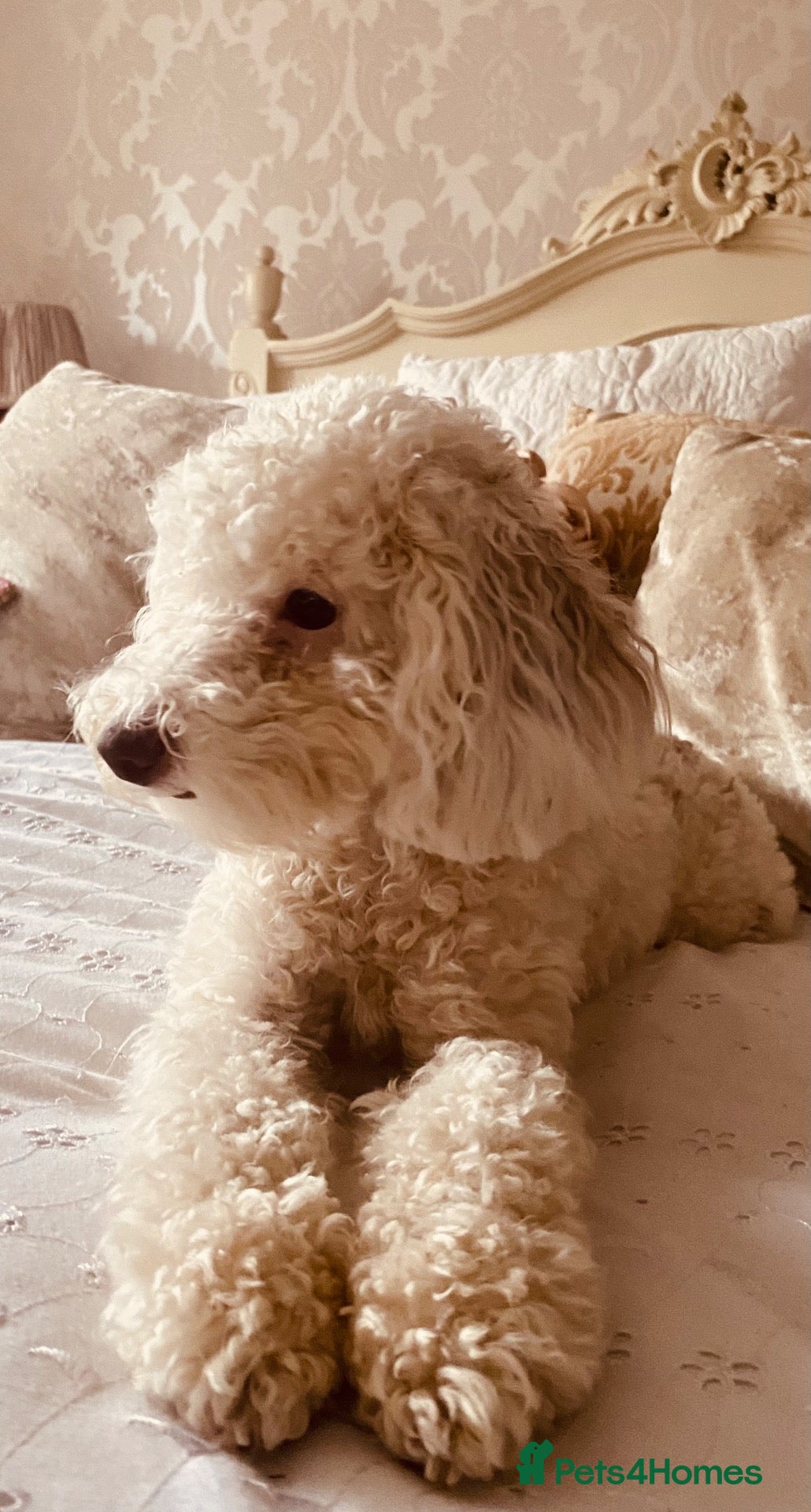 Cavapoo dogs 🤎🐾 Gorgeous Chocolate Cavapoo Puppies 🐾🤎 - Advert 3