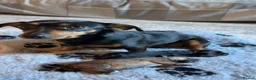 Jack Russell dogs for sale: Tan, Black and Tan puppies for sale  in Malton - Advert 11