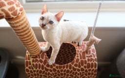 Bengal cats for sale: Stunning Silver Lynx Bengal kitten Ready Now  - Image 10