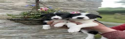 Border Collie dogs for sale: ☀️Ready-Stunning Border Collie Puppies☀️ - Advert 4