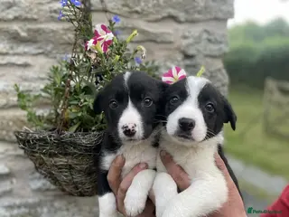 Border Collie dogs ☀️Ready-Stunning Border Collie Puppies☀️ - Advert 5