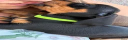 Miniature Dachshund dogs for sale: Miniature dachshund puppy last boy - Advert 3