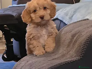 Cockapoo dogs F1 cockapoo puppies - extensive health tests - Advert 10