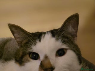 Mixed Breed cats 1 year old cat needs a new home - Advert 1