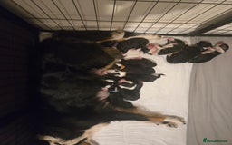 Border Collie dogs for sale: 11 beautiful bored collie puppies  - Image 3