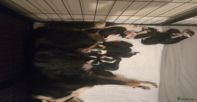 Border Collie dogs - Advert 3
