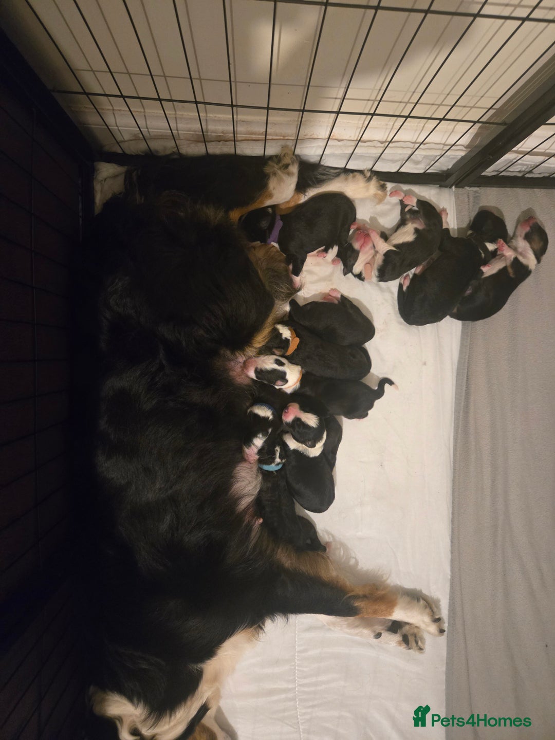 Border Collie dogs for sale: 11 beautiful bored collie puppies  - Image 3