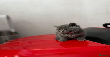 British Shorthair cats - Advert 6