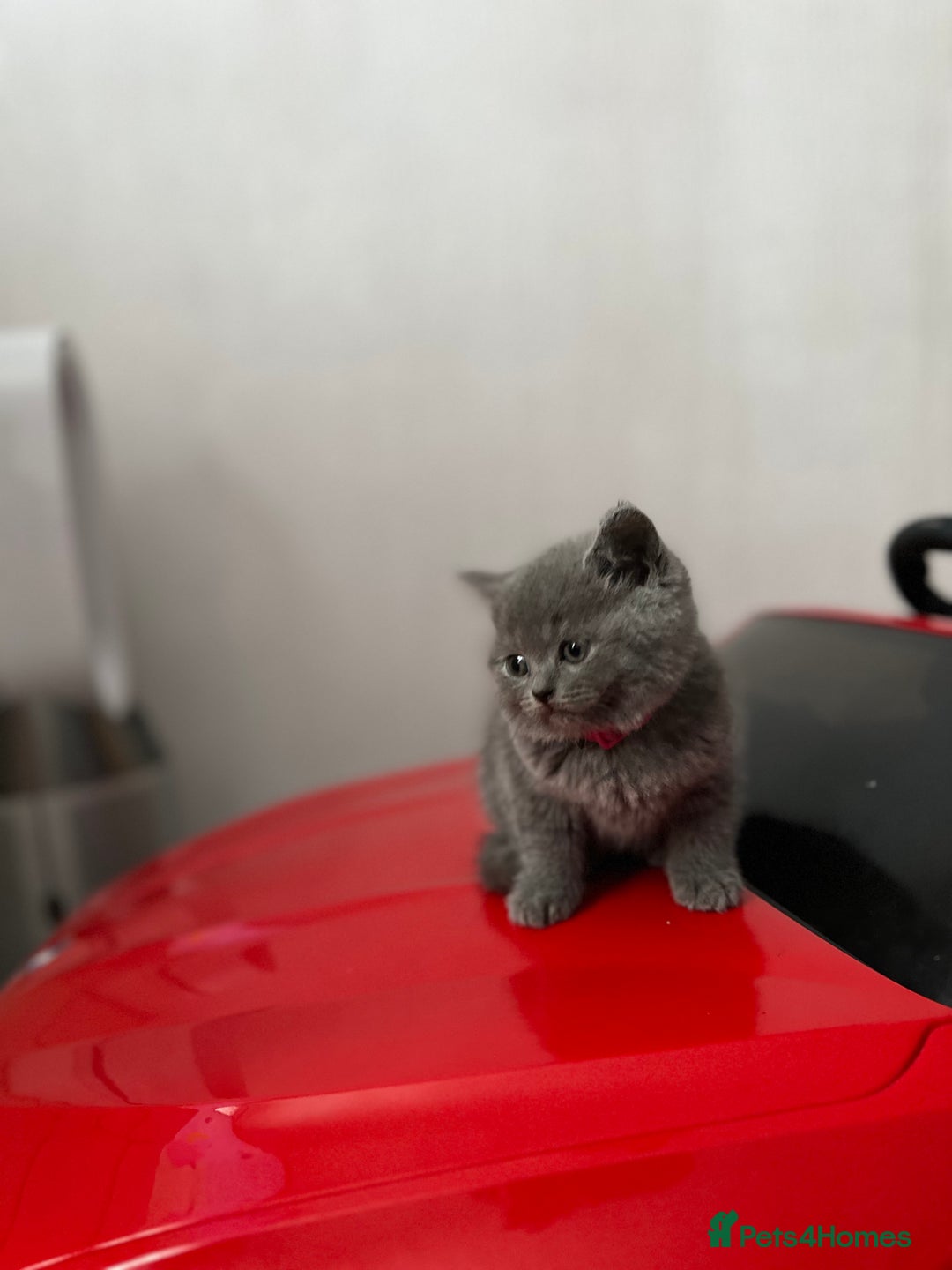 British Shorthair cats for sale: British shorthair 1 Girl - Image 3