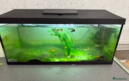 Mollies fish for sale: Fish and tank fish  - Image 1