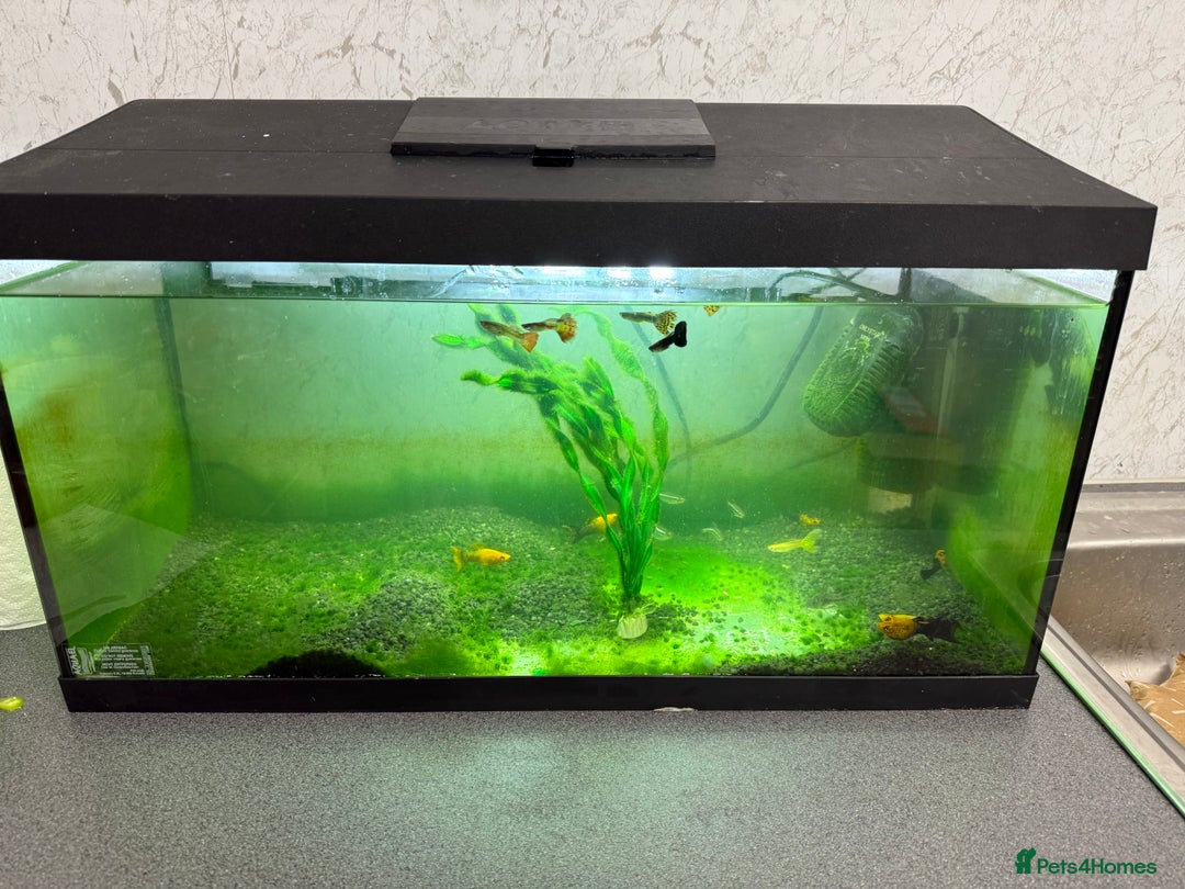 Mollies fish for sale: Fish and tank fish  - Image 1