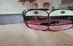 Mixed Breed cats for sale: Bella - Image 3