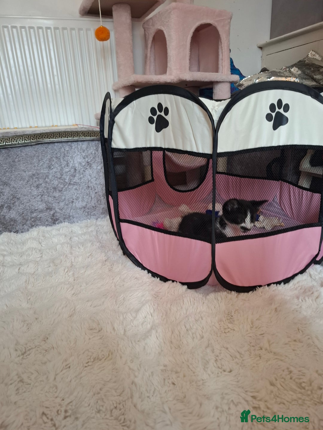 Mixed Breed cats for sale: Bella - Image 3
