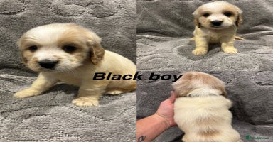 Cocker Spaniel dogs Beautiful Cocker spaniel puppys READY NOW!! - Advert 2