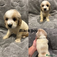 Cocker Spaniel dogs Beautiful Cocker spaniel puppys READY NOW!! - Advert 2
