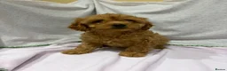 Cavapoo dogs for sale: FULLY HEALTH TESTED F1B RED AND GOLD CAVAPOOS - Advert 7