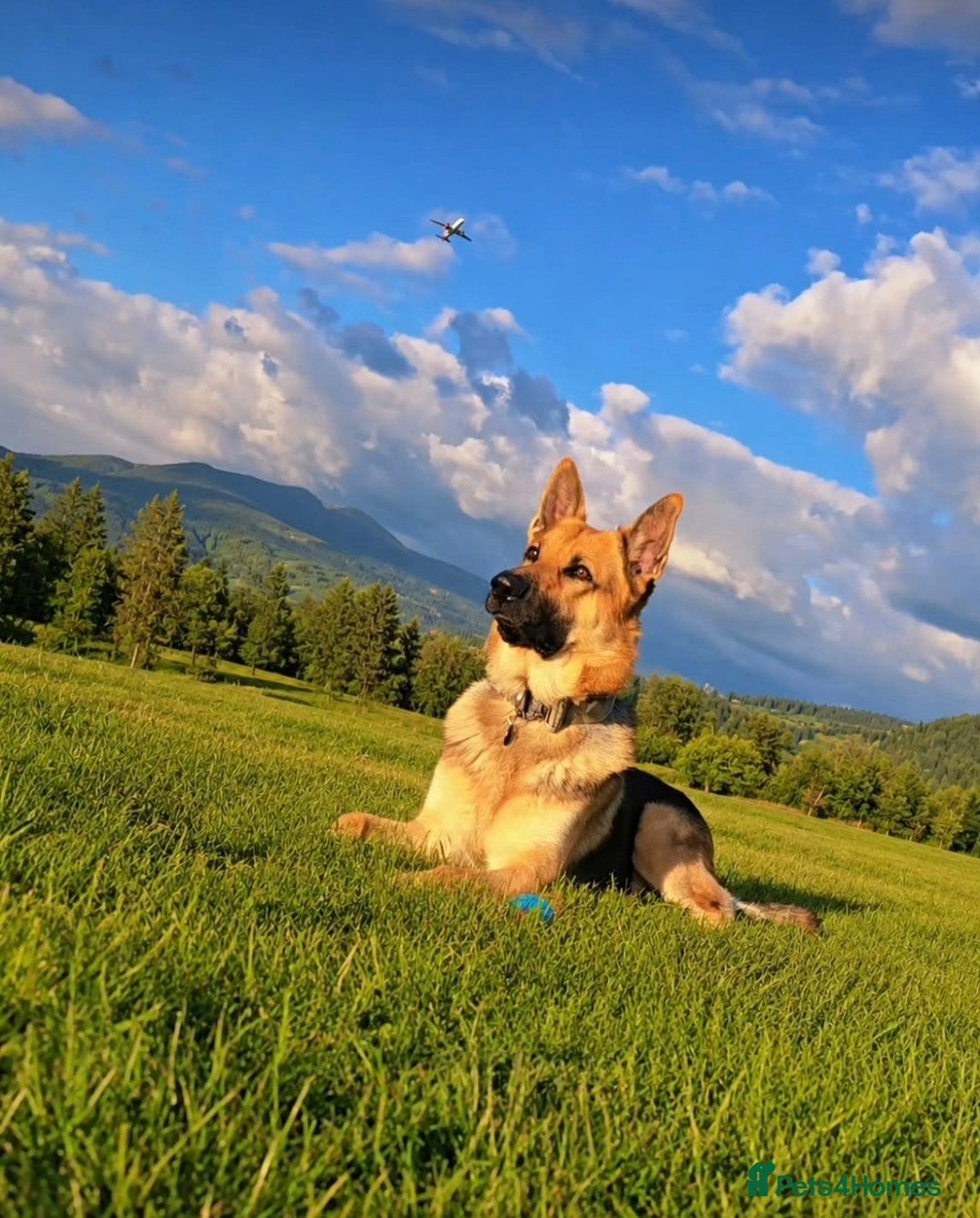German Shepherd dogs for stud: STUD GERMAN SHEPHERD  - Advert 1