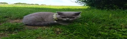 British Shorthair cats for sale: Ready to go. Gccf registered blue BSH kittens - Advert 12
