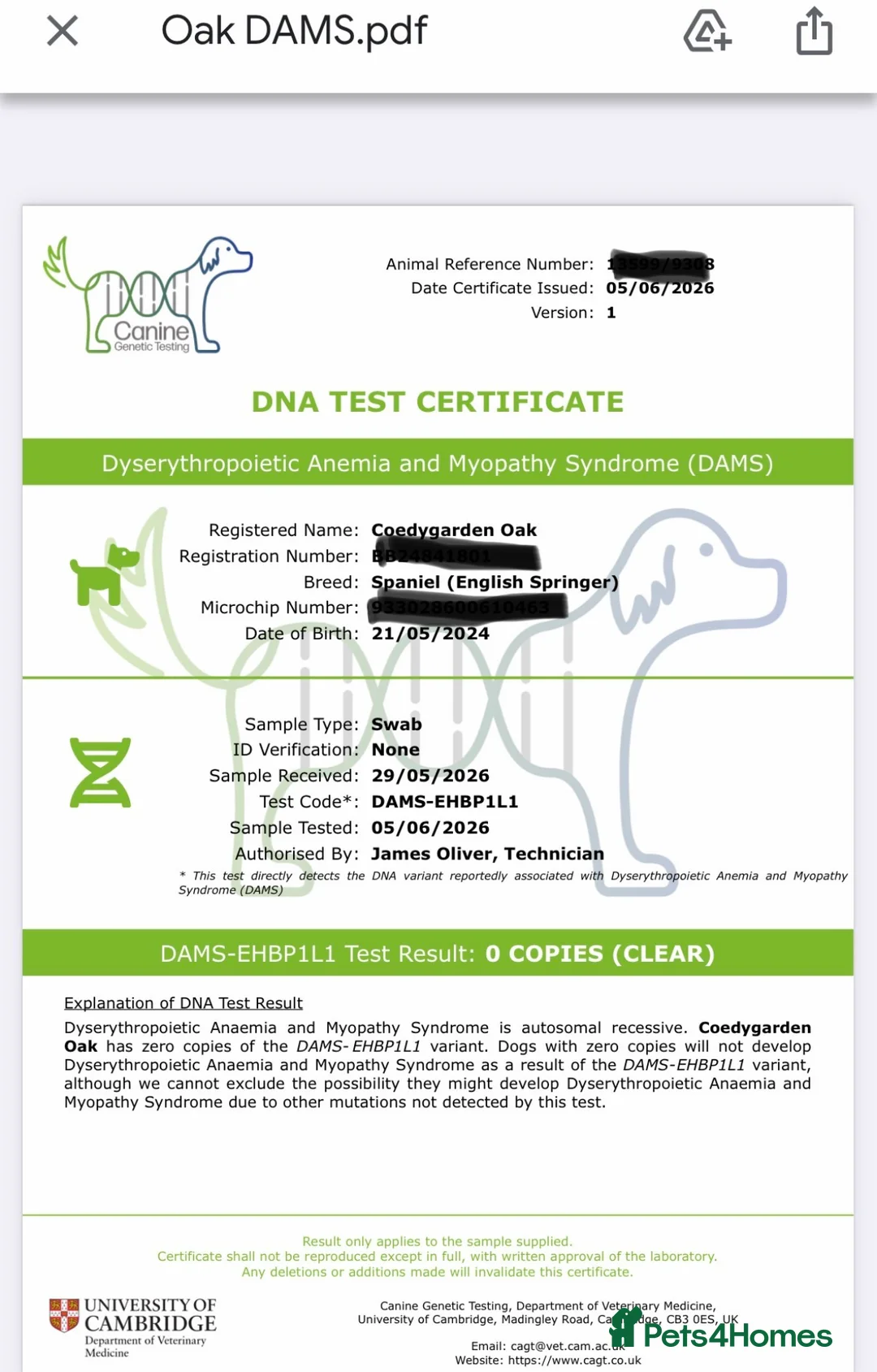 English Springer Spaniel dogs for stud: Heavily marked working ESS For Stud - Advert 9